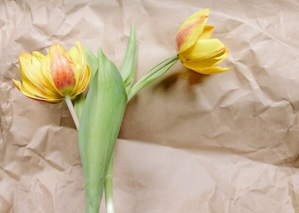 Bild vergrößern: Zwei Tulpen die auf einem Braunen Papier liegen